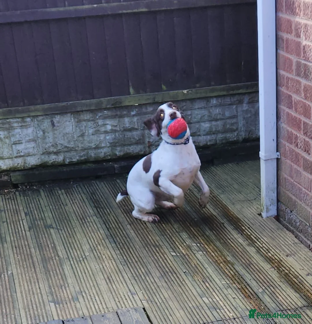 English Springer Spaniel dogs for sale: English springer  - Advert 1