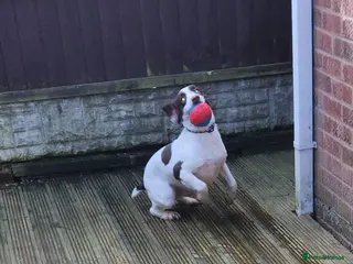 English Springer Spaniel dogs English springer - Advert 1