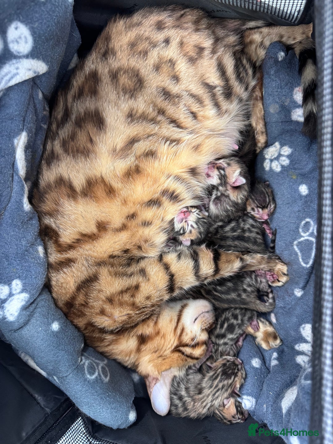 Bengal cats for sale: TICA Reg Bengal Kittens - Browns, Lynx & Mink - Image 31