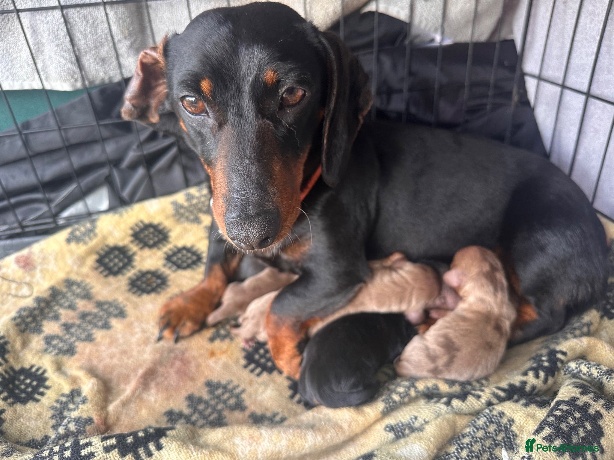 Dachshund dogs Dachshund  - Advert 1