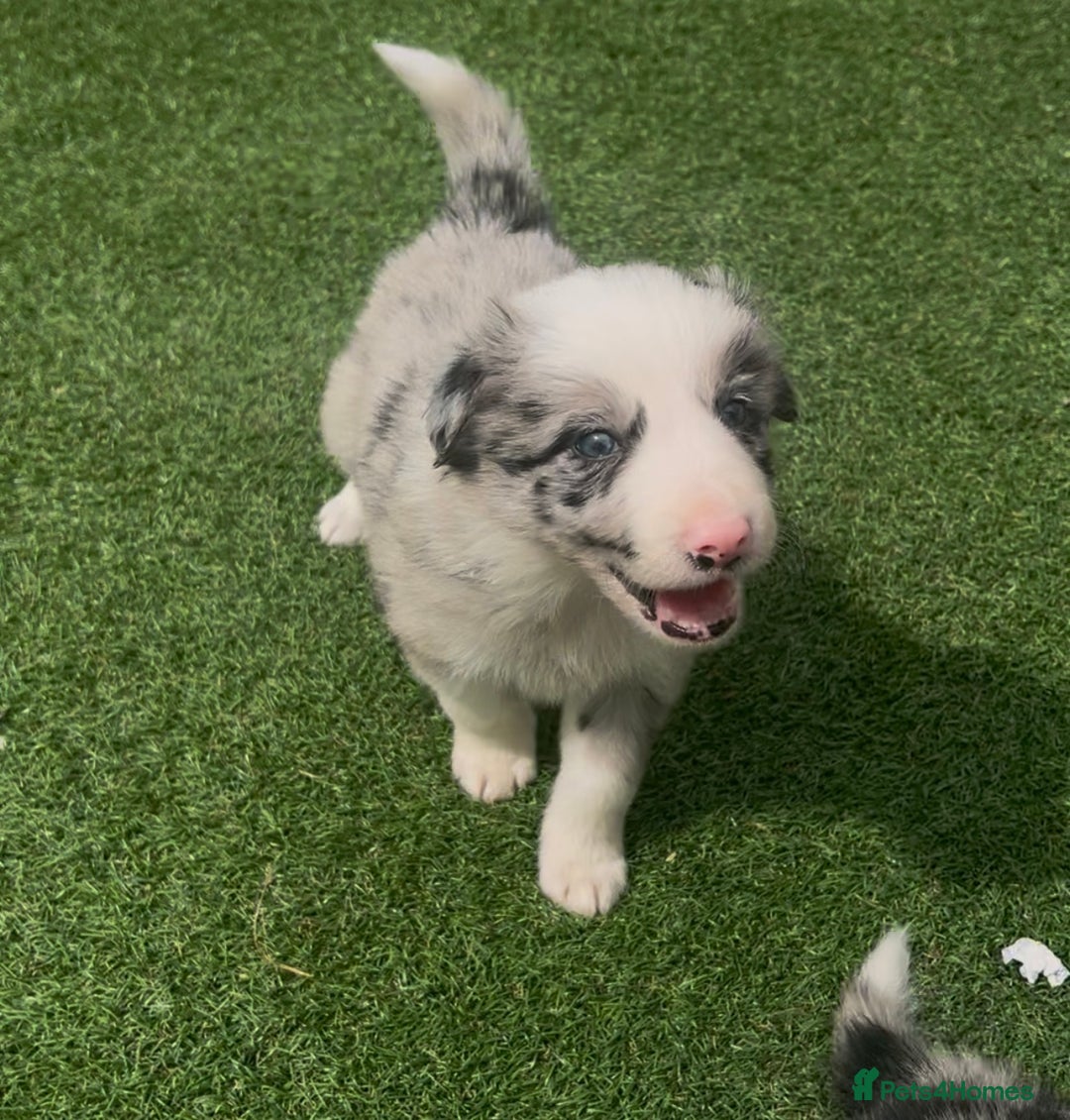 Border Collie dogs for sale: Beautiful border collie puppies❤️ - Image 7