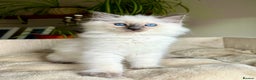 Ragdoll cats for stud: Blue point Ragdoll male for stud duty  in Purley - Advert 14