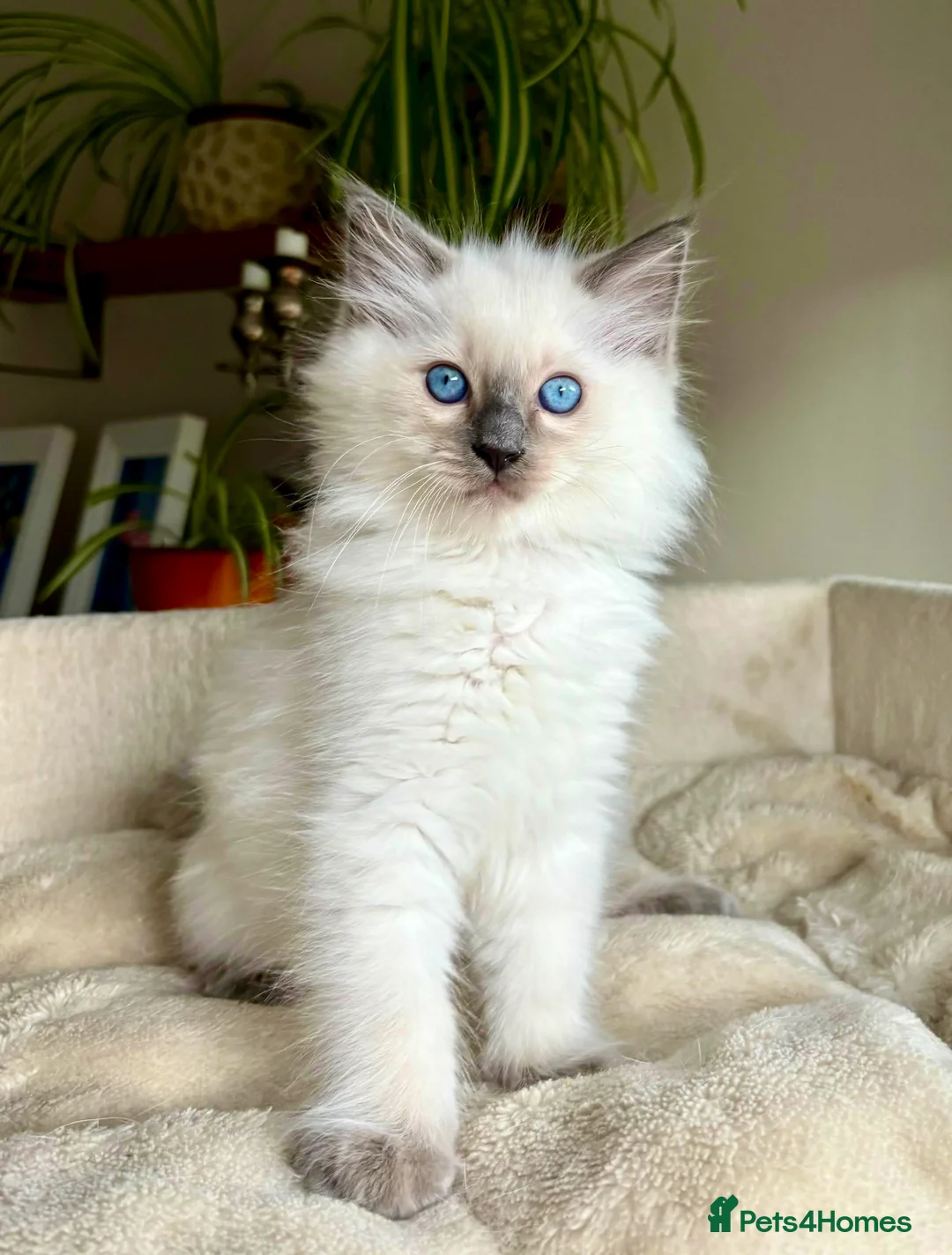 Ragdoll cats for stud: Blue point Ragdoll male for stud duty  in Purley - Advert 14