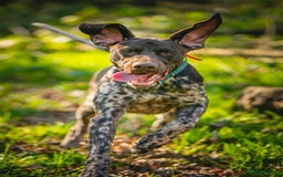 German Shorthaired Pointer dogs for stud: KC Registered German Shorthaired Pointer at Stud in Liverpool - Image 17