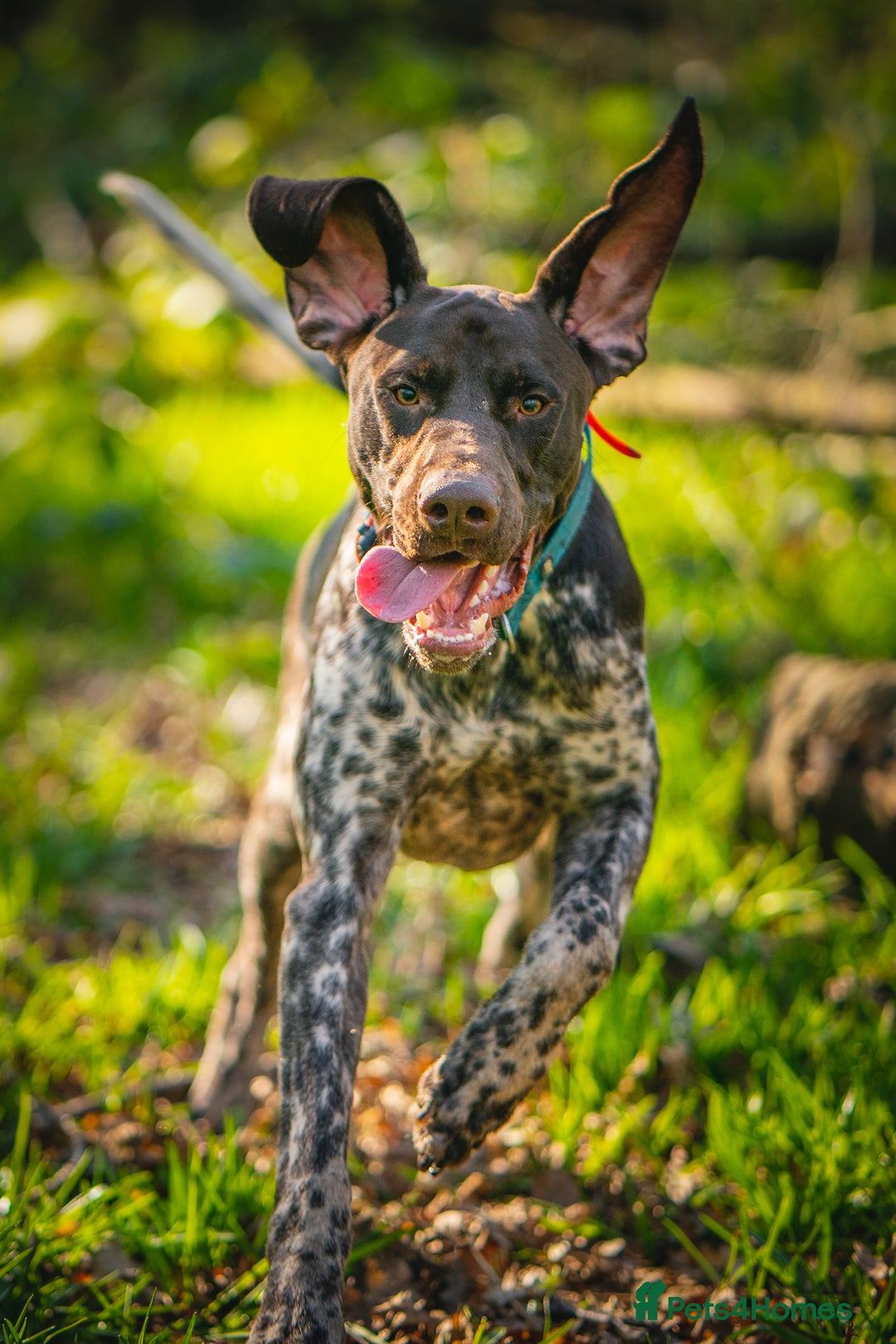 German Shorthaired Pointer dogs for stud: KC Registered German Shorthaired Pointer at Stud in Liverpool - Image 17