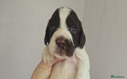 English Springer Spaniel dogs for sale: KC clear DNA vax vetted Springer Pups - Image 17