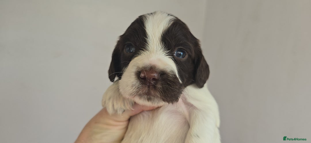 English Springer Spaniel dogs for sale: KC clear DNA vax vetted Springer Pups - Image 17