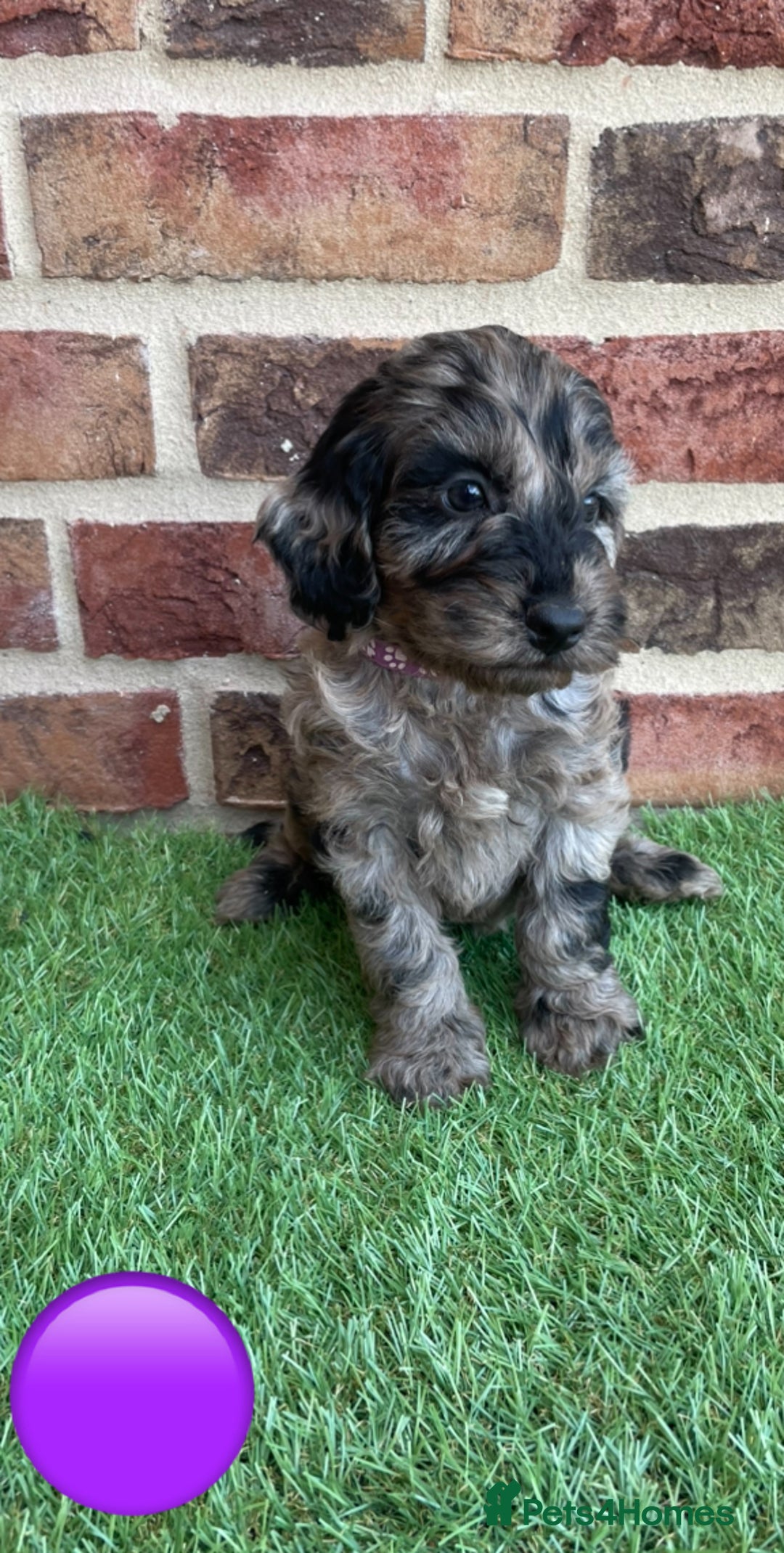 Cockapoo dogs for sale: Ready now. Cockapoos - Image 11