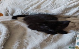 Domestic Shorthair cats for sale: Domestic kittens - Image 4