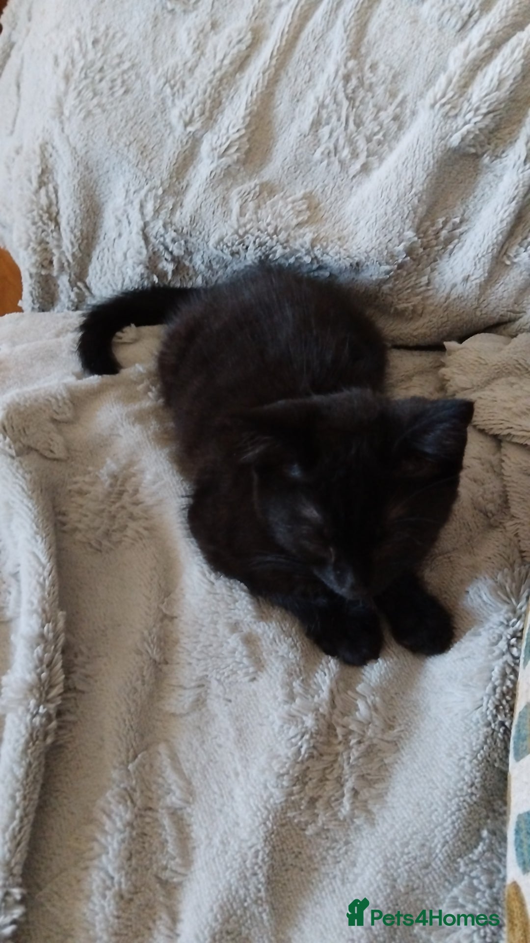 Domestic Shorthair cats for sale: Domestic kittens - Image 4