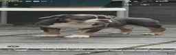 American Bully dogs for sale: American Pocket Bully - Advert 4