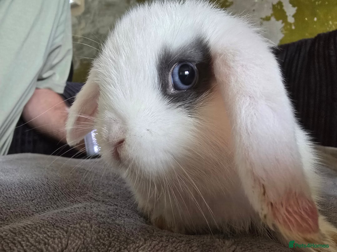 Mini Lop rabbits for sale: Mini lop baby girl ready now - Image 4