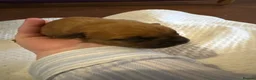 Mixed Breed dogs for sale: Dogue de Bordeaux × Mastiff Puppies - Advert 2
