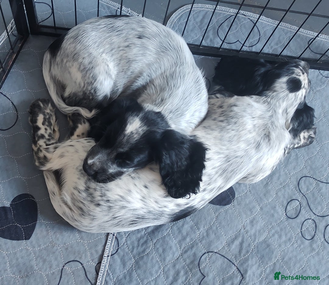 Sprocker dogs for sale: STRIKING SPROCKER SPANIEL PUPPIES  - Image 10