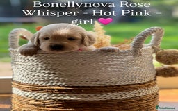 Golden Retriever dogs for sale: Kc Registered Golden retrievers puppies 🐶 - Image 3