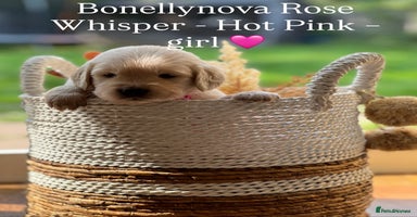 Golden Retriever dogs - Advert 16