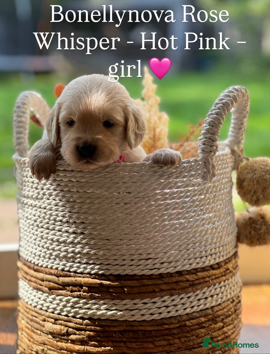 Golden Retriever dogs for sale: Kc Registered Golden retrievers puppies 🐶 - Image 3