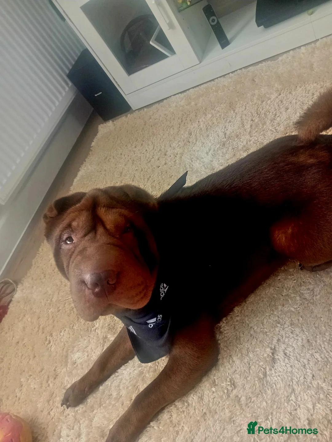 Shar Pei dogs for stud: Handsome KC registered Brown Shar Pei in Daventry - Advert 4