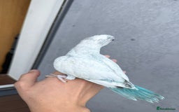 Parakeets birds for sale: Rare BabyBlue Pied Indian Ringneck Hand-Reared&DNA - Image 6