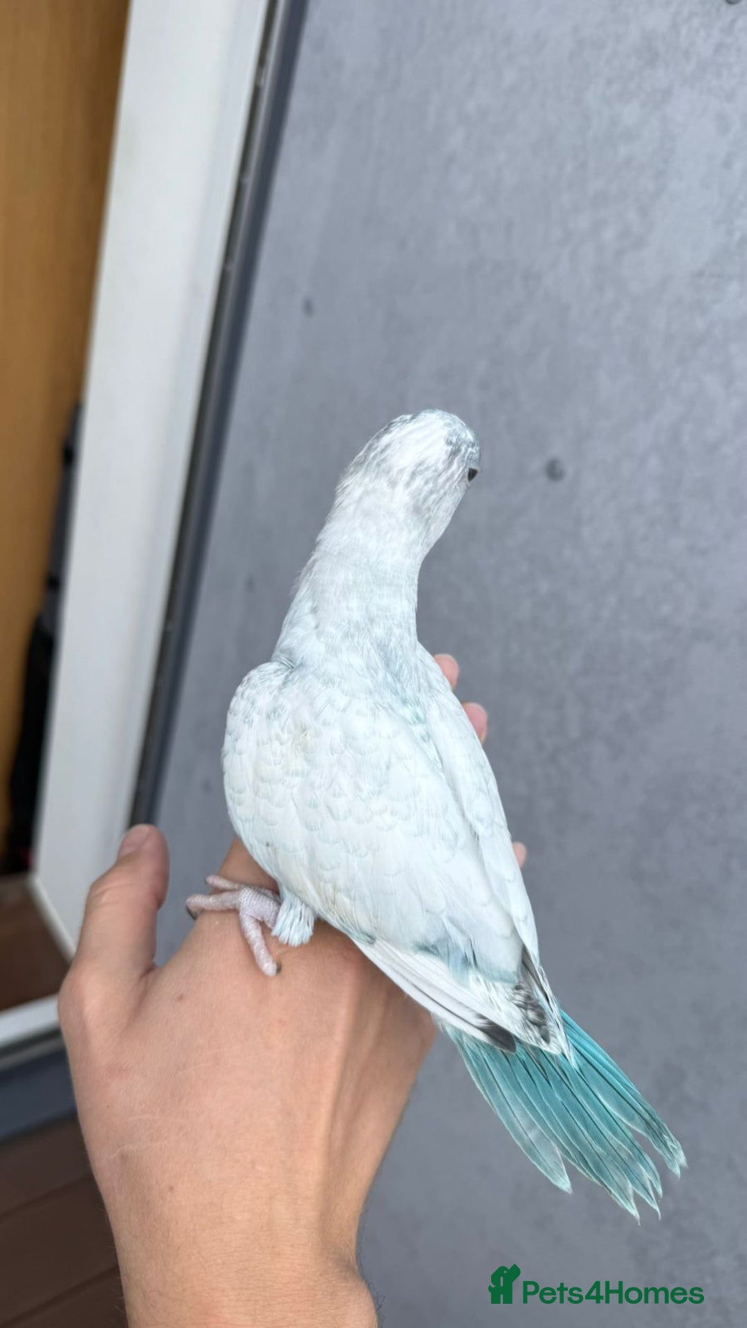 Parakeets birds for sale: Rare BabyBlue Pied Indian Ringneck Hand-Reared&DNA - Image 6