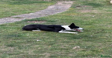 Border Collie dogs - Advert 3