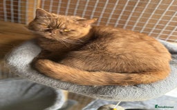 British Shorthair cats for sale: Beautiful GCCF cinnamon girl  - Image 3