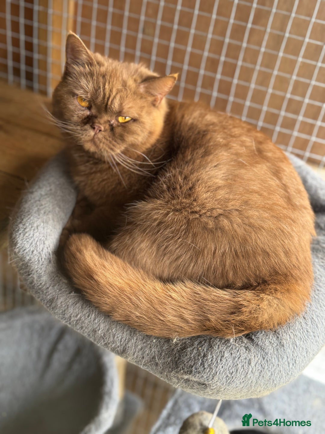 British Shorthair cats for sale: Beautiful GCCF cinnamon girl  - Image 3