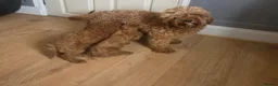Cavapoo dogs for sale: F1b cavapoo Boys - Advert 7