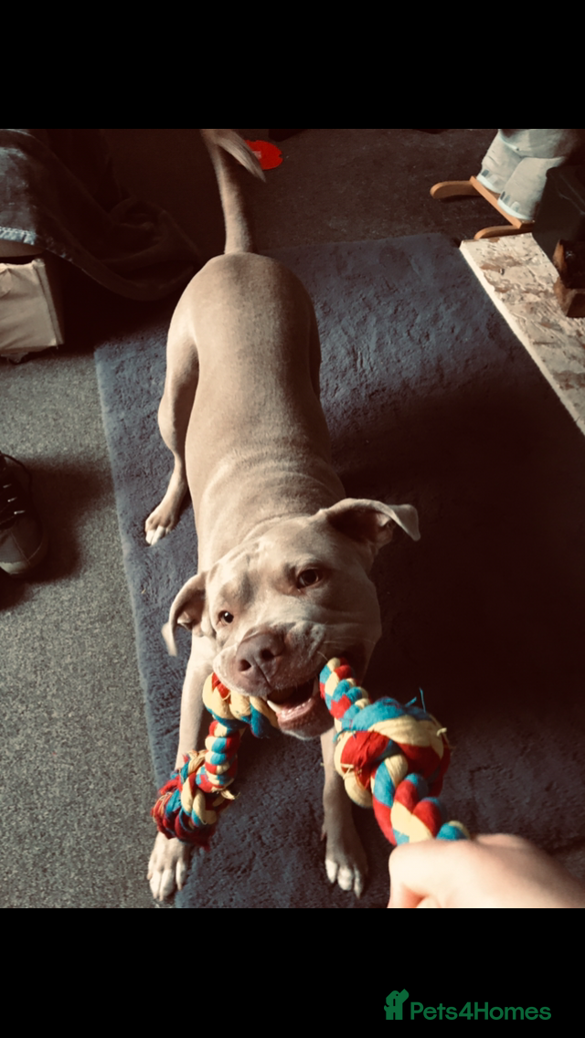 Staffordshire Bull Terrier dogs This is leo  - Advert 1