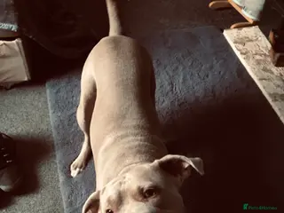 Staffordshire Bull Terrier dogs This is leo - Advert 14