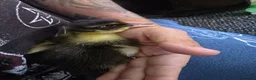 Mixed Breed birds for sale: Mix breed ducklins in Dymock - Advert 5