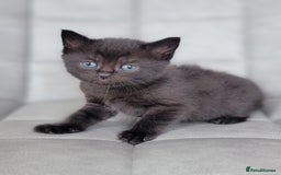 Scottish Fold cats for sale: Healthy and beautiful Scottish fold kittens - Image 18