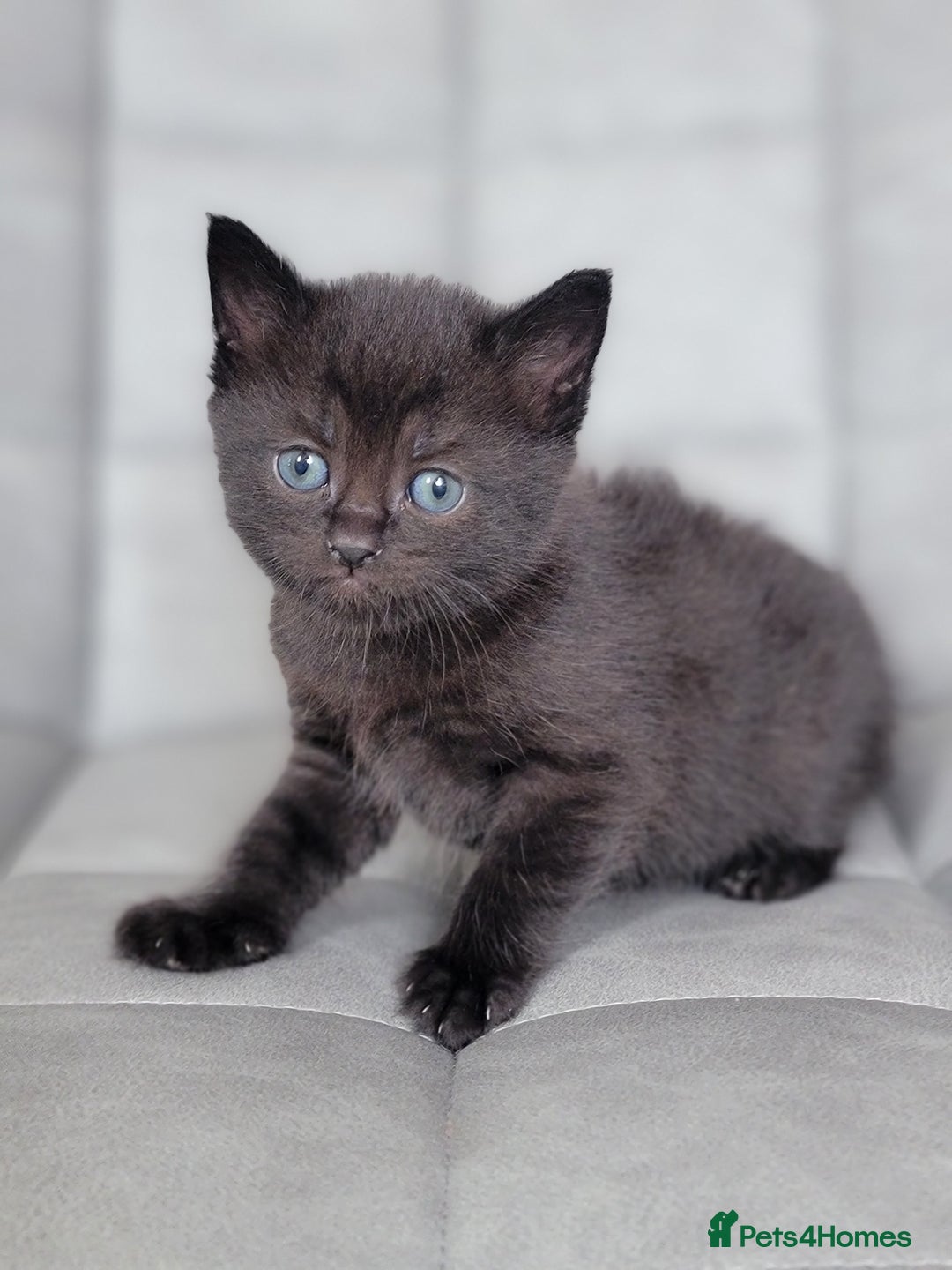 Scottish Fold cats for sale: Healthy and beautiful Scottish fold kittens - Image 18