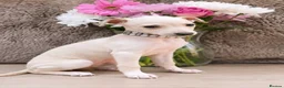 Italian Greyhound dogs for stud: RALPH AT STUD - Advert 8