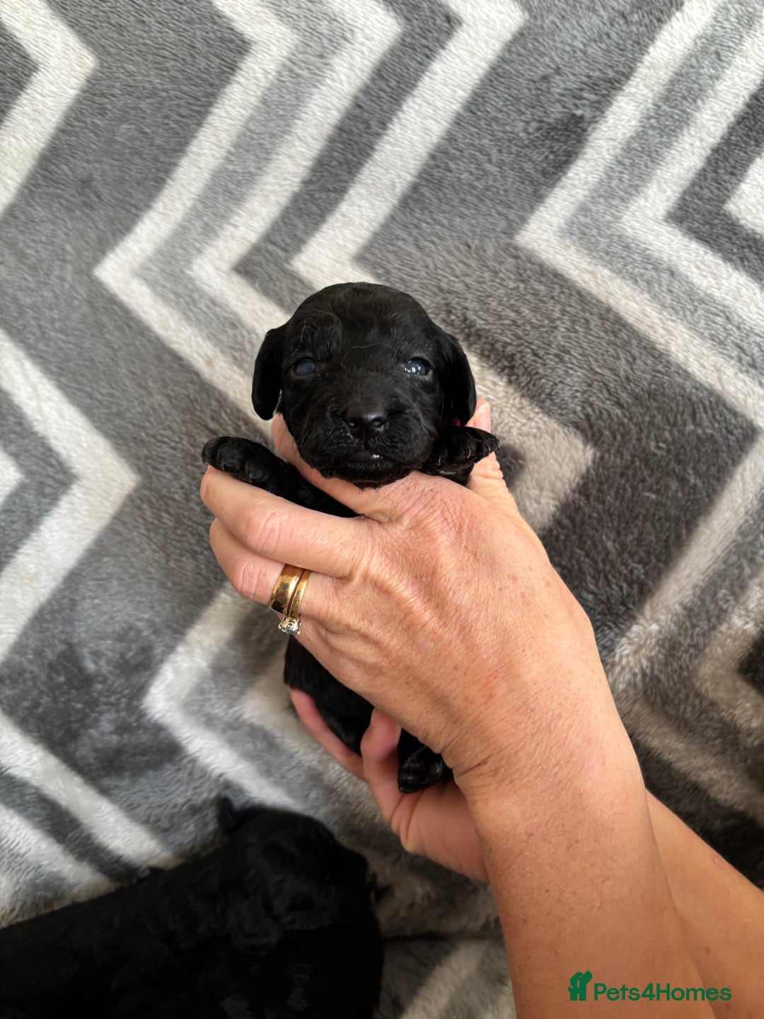 Cockapoo dogs for sale: Cockapoo puppys - Image 8