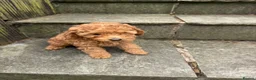 Cavapoo dogs for sale: One left - Gorgeous Cavapoo Puppies  - Advert 10