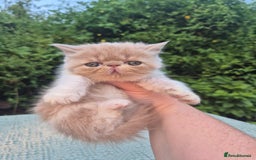 Exotic cats for sale: 🏆Champion sired exotic and Persian kittens 😸 ♥️  - Image 25