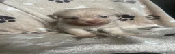 Mixed Breed dogs for sale: Shitzu x mini Jack puppies  - Advert 11