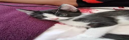 Mixed Breed cats for sale: 4 gorgeous kitten looking for their forever home - Advert 30