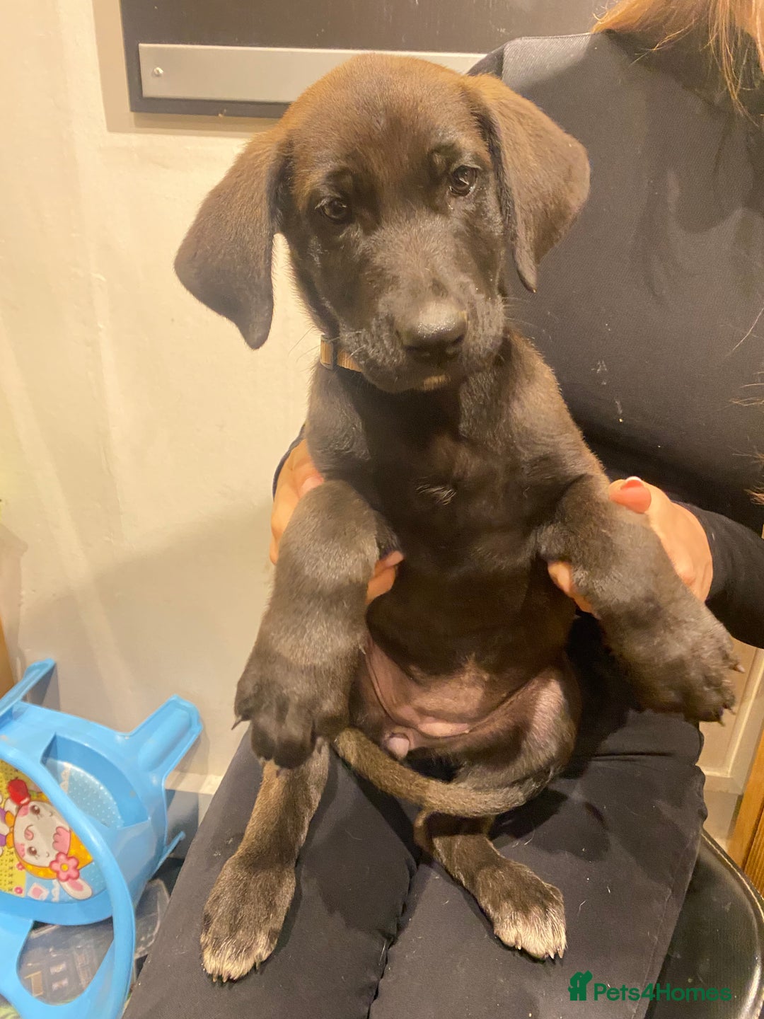 Mixed Breed dogs for sale: GREAT DANE X GERMAN SHEPHERD PUPPIES READY TO GO - Image 1