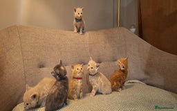 British Shorthair cats for sale: Beautiful Cream & Ginger Kittens  - Image 7