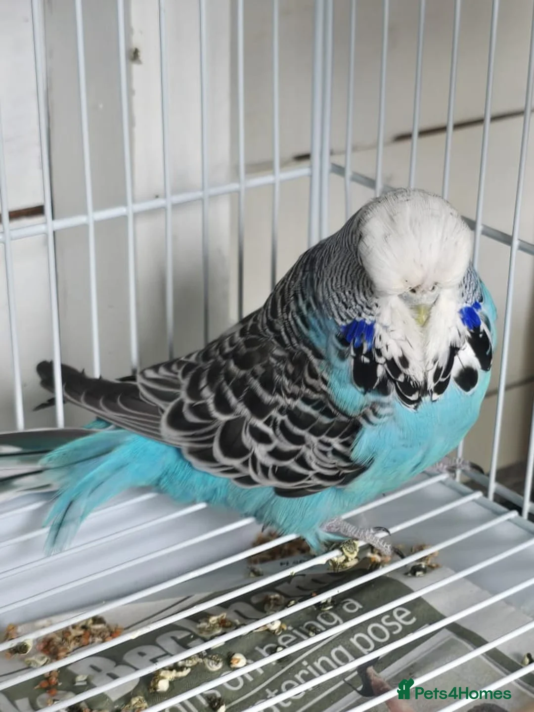 Budgerigars birds for sale: Exhibition budgies  in Wickford - Advert 3
