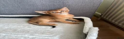 Abyssinian cats for sale: TICA 5* pedigree Abyssinian Kittens  - Advert 23