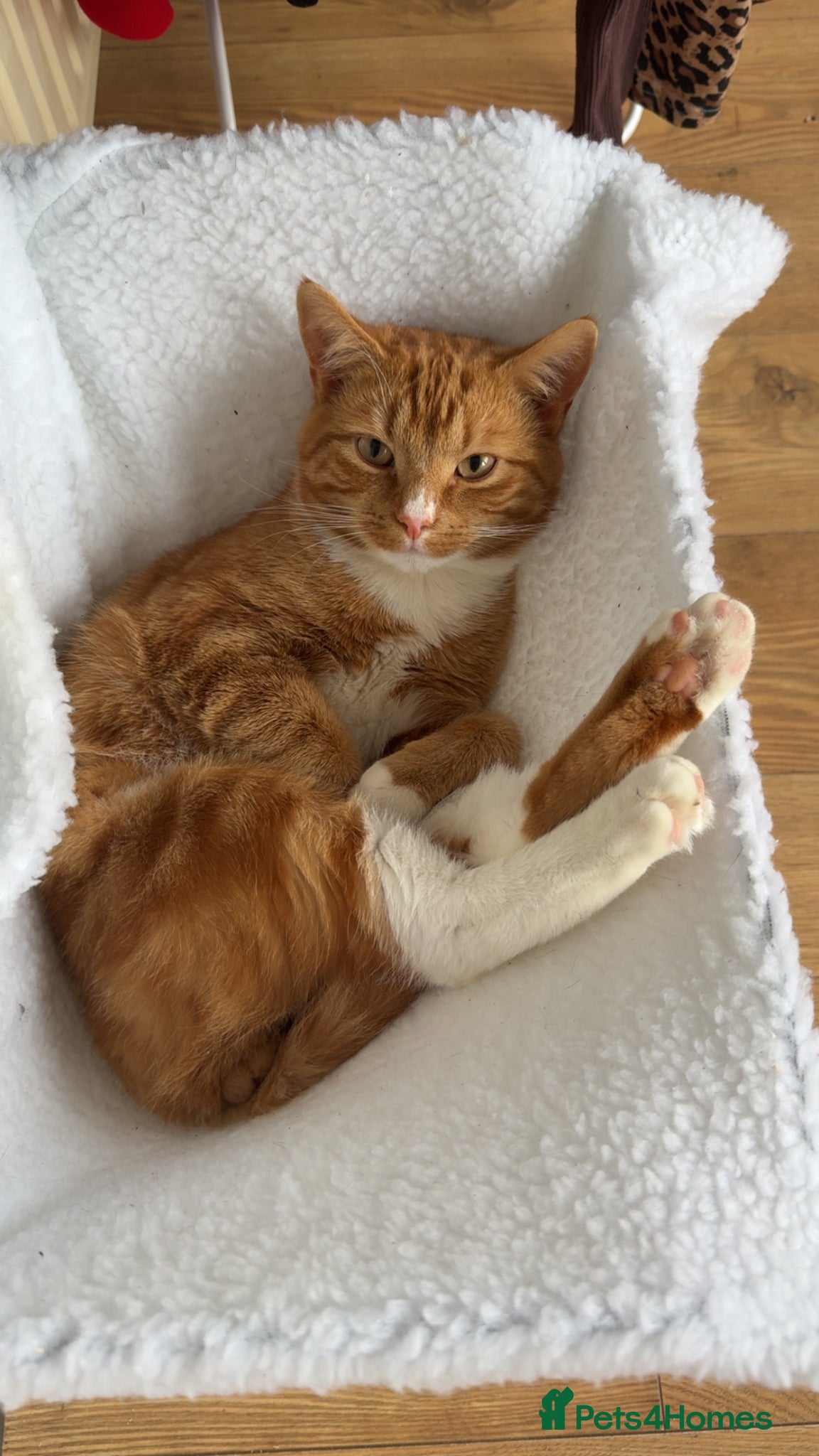 Mixed Breed cats Beautiful ginger boy - Advert 1