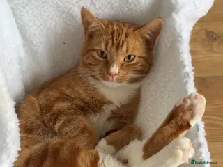 Mixed Breed cats Beautiful ginger boy - Advert 1
