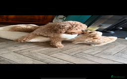 Maltipoo dogs for sale: Fully health tested quality F1 TOY female maltipoo in Poulton-le-Fylde - Image 4