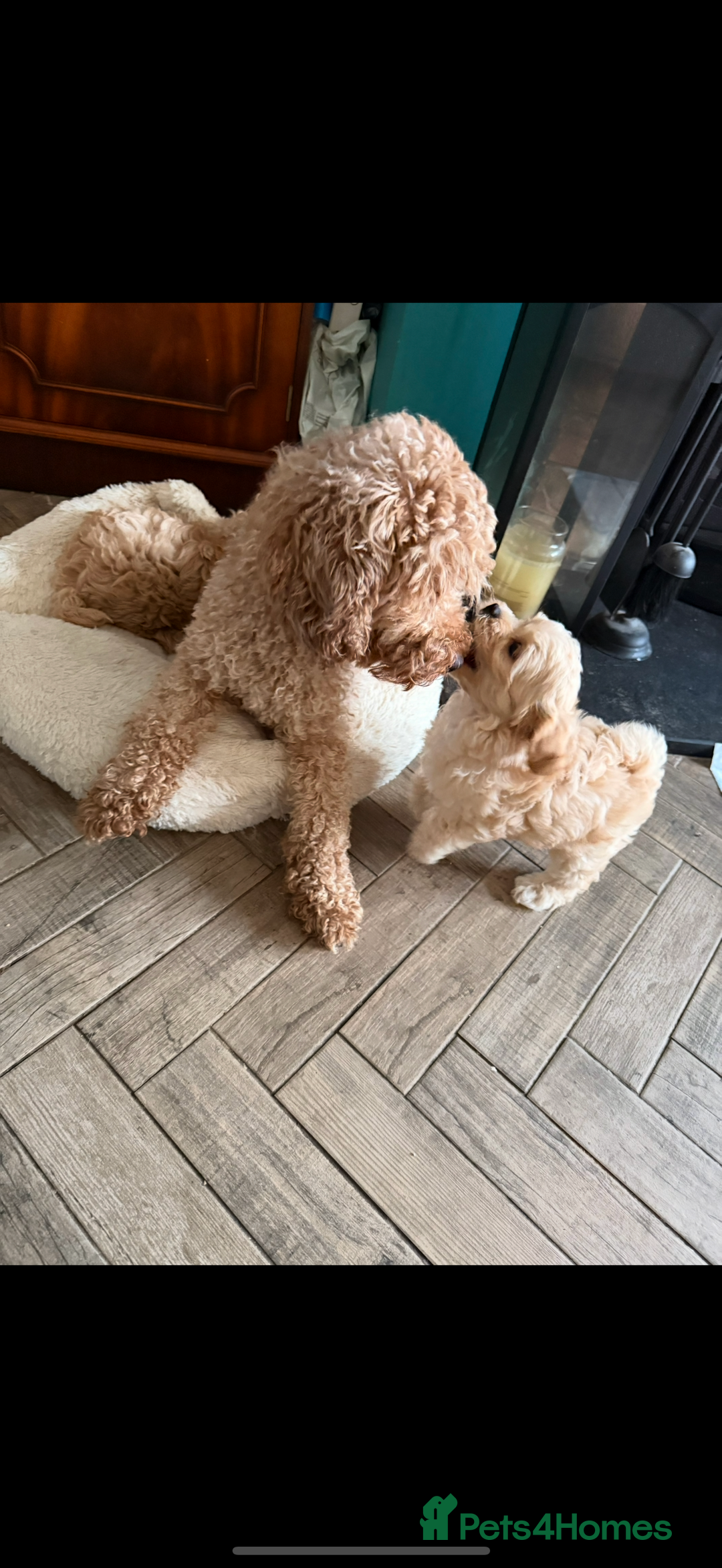 Maltipoo dogs for sale: Fully health tested quality F1 TOY female maltipoo in Poulton-le-Fylde - Image 4