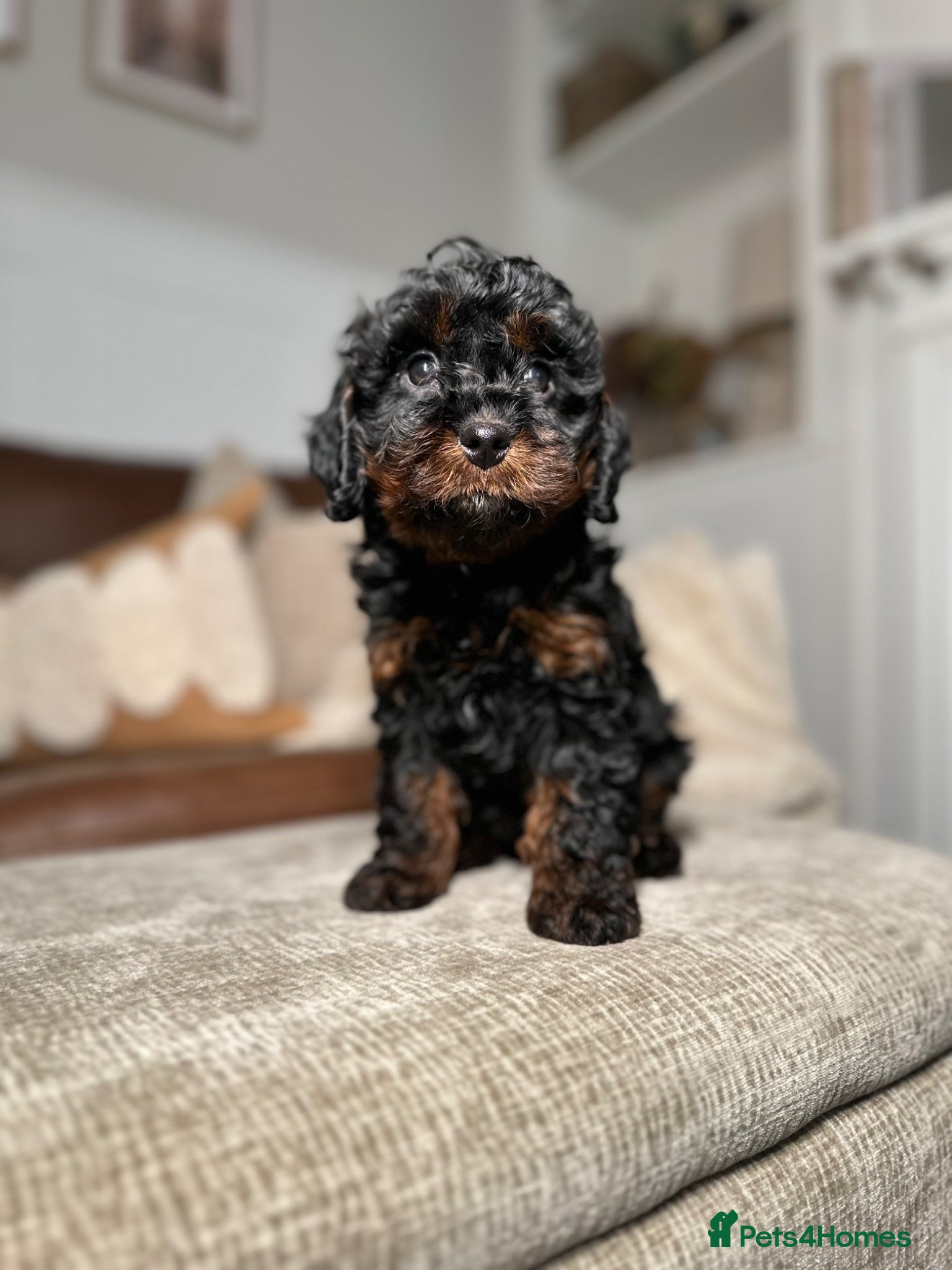 Cavapoo dogs Adorable Cavapoo puppies. Health tested Parent.  - Advert 1