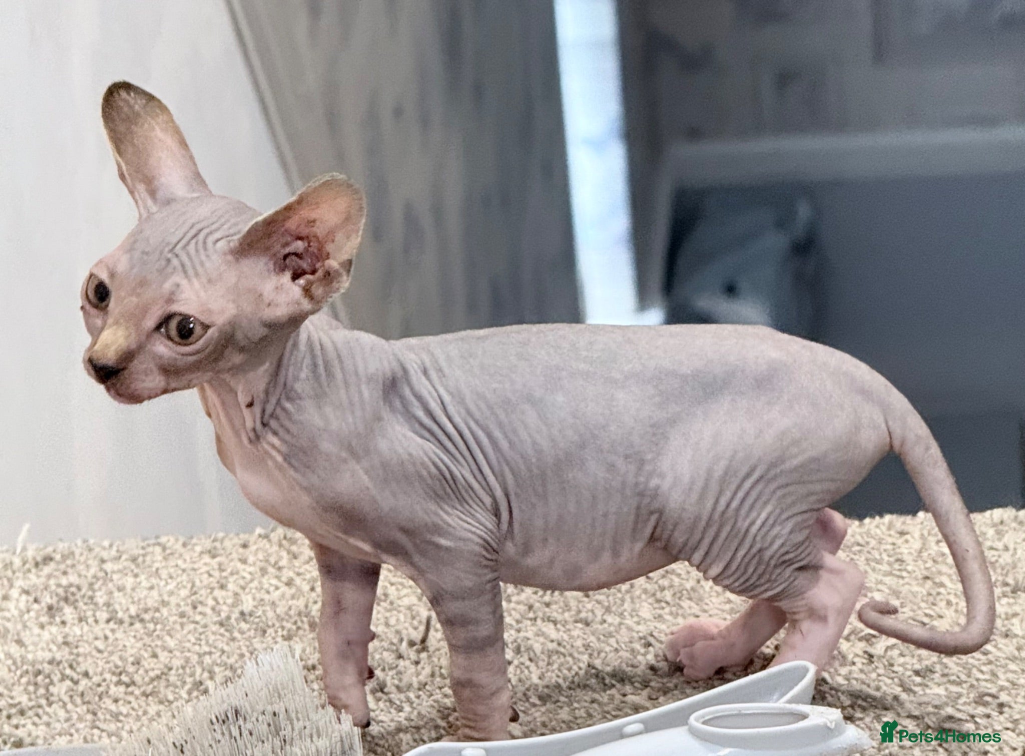 Sphynx cats Last Sphynx - Ready Now - Sphynx Cross Kittens  - Advert 4