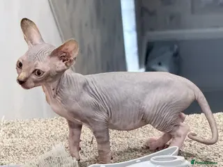 Sphynx cats Last Sphynx - Ready Now - Sphynx Cross Kittens - Advert 4